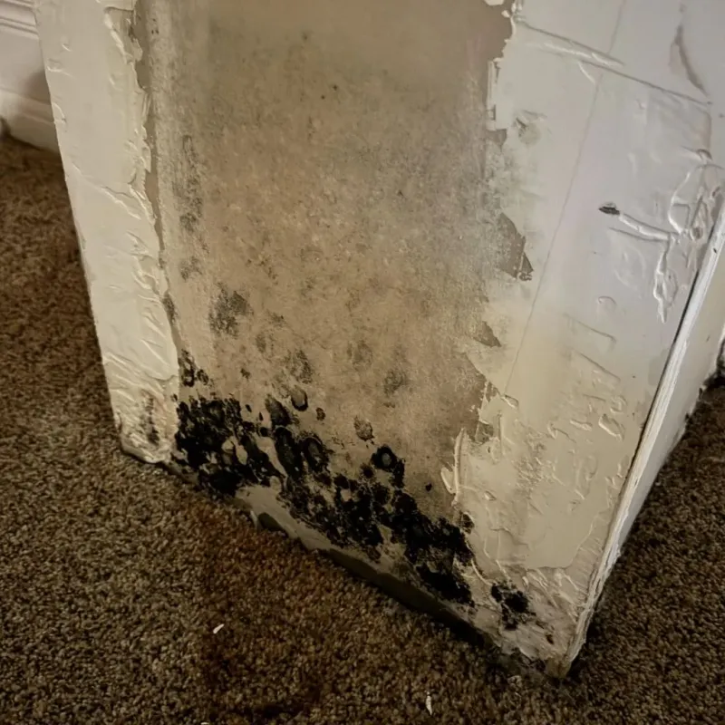 Professional Mold Removal in Eden, NY